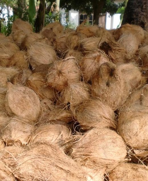 Coconut