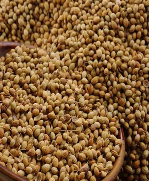 Coriander